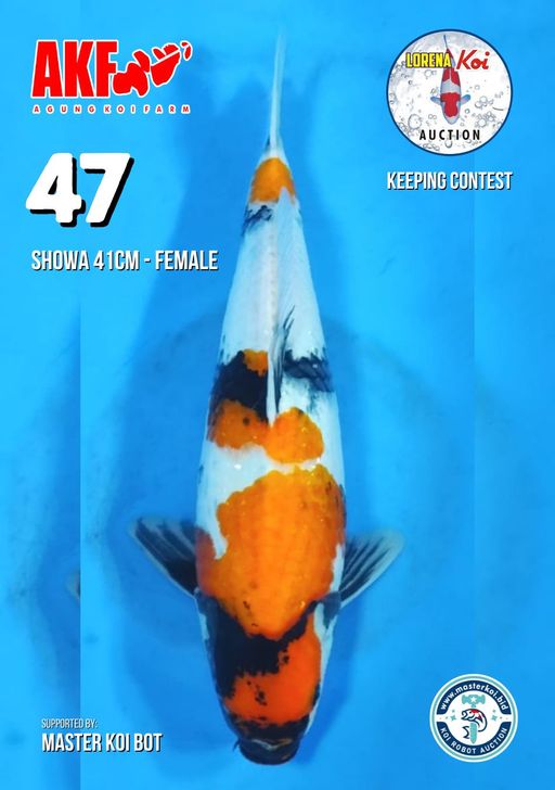 Lelang Koi Online, Jual Beli Ikan Koi, Pusat Jual Beli Koi, Info Lelang Koi Hari Ini, Platform Jual Beli Koi, Jual Beli Ikan Koi Online, Marketplace Ikan Koi, Jual Koi Terbaik, Tempat Beli Koi Berkualitas, Pasar Ikan Koi Online Terpercaya, Penjual Ikan Koi Terpercaya, Beli Koi Hias Online, Ikan Koi untuk Dijual, Koi Kualitas Terbaik, Toko Online Ikan Koi, Koi Hias Untuk Dijual, Jual Beli Ikan Koi Lokal, Koi Indonesia Online, Pusat Jual Beli Koi Terbesar