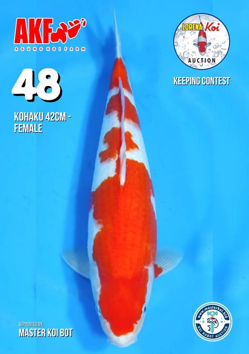 Lelang Koi Online, Jual Beli Ikan Koi, Pusat Jual Beli Koi, Info Lelang Koi Hari Ini, Platform Jual Beli Koi, Jual Beli Ikan Koi Online, Marketplace Ikan Koi, Jual Koi Terbaik, Tempat Beli Koi Berkualitas, Pasar Ikan Koi Online Terpercaya, Penjual Ikan Koi Terpercaya, Beli Koi Hias Online, Ikan Koi untuk Dijual, Koi Kualitas Terbaik, Toko Online Ikan Koi, Koi Hias Untuk Dijual, Jual Beli Ikan Koi Lokal, Koi Indonesia Online, Pusat Jual Beli Koi Terbesar