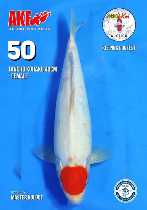Lelang Koi Online, Jual Beli Ikan Koi, Pusat Jual Beli Koi, Info Lelang Koi Hari Ini, Platform Jual Beli Koi, Jual Beli Ikan Koi Online, Marketplace Ikan Koi, Jual Koi Terbaik, Tempat Beli Koi Berkualitas, Pasar Ikan Koi Online Terpercaya, Penjual Ikan Koi Terpercaya, Beli Koi Hias Online, Ikan Koi untuk Dijual, Koi Kualitas Terbaik, Toko Online Ikan Koi, Koi Hias Untuk Dijual, Jual Beli Ikan Koi Lokal, Koi Indonesia Online, Pusat Jual Beli Koi Terbesar
