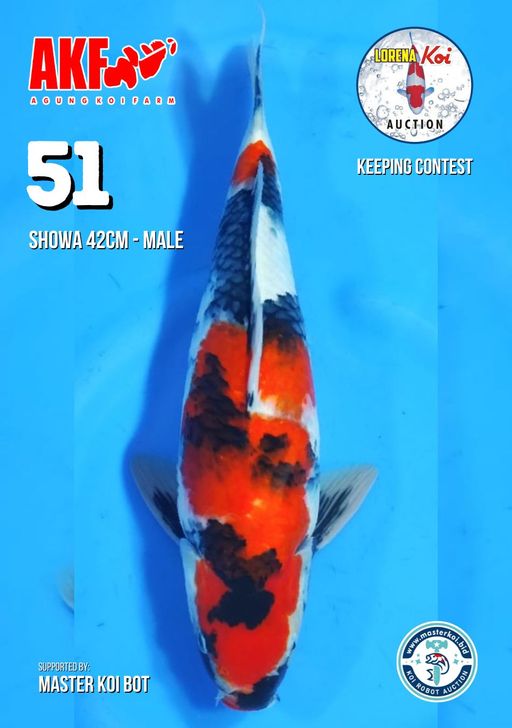 Lelang Koi Online, Jual Beli Ikan Koi, Pusat Jual Beli Koi, Info Lelang Koi Hari Ini, Platform Jual Beli Koi, Jual Beli Ikan Koi Online, Marketplace Ikan Koi, Jual Koi Terbaik, Tempat Beli Koi Berkualitas, Pasar Ikan Koi Online Terpercaya, Penjual Ikan Koi Terpercaya, Beli Koi Hias Online, Ikan Koi untuk Dijual, Koi Kualitas Terbaik, Toko Online Ikan Koi, Koi Hias Untuk Dijual, Jual Beli Ikan Koi Lokal, Koi Indonesia Online, Pusat Jual Beli Koi Terbesar