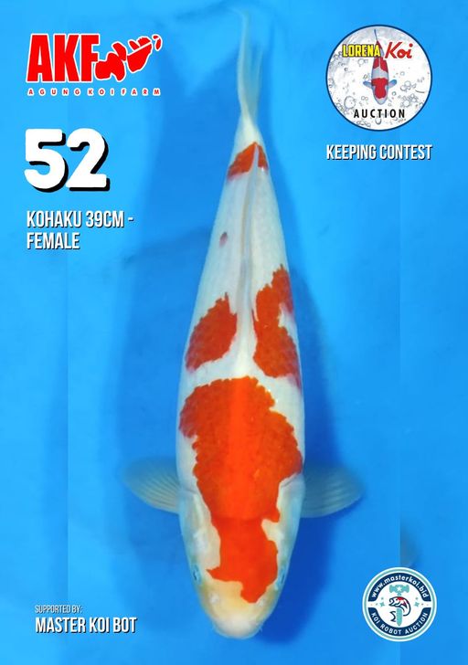 Lelang Koi Online, Jual Beli Ikan Koi, Pusat Jual Beli Koi, Info Lelang Koi Hari Ini, Platform Jual Beli Koi, Jual Beli Ikan Koi Online, Marketplace Ikan Koi, Jual Koi Terbaik, Tempat Beli Koi Berkualitas, Pasar Ikan Koi Online Terpercaya, Penjual Ikan Koi Terpercaya, Beli Koi Hias Online, Ikan Koi untuk Dijual, Koi Kualitas Terbaik, Toko Online Ikan Koi, Koi Hias Untuk Dijual, Jual Beli Ikan Koi Lokal, Koi Indonesia Online, Pusat Jual Beli Koi Terbesar