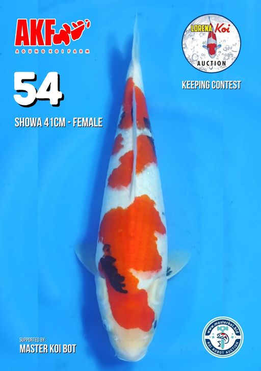 Lelang Koi Online, Jual Beli Ikan Koi, Pusat Jual Beli Koi, Info Lelang Koi Hari Ini, Platform Jual Beli Koi, Jual Beli Ikan Koi Online, Marketplace Ikan Koi, Jual Koi Terbaik, Tempat Beli Koi Berkualitas, Pasar Ikan Koi Online Terpercaya, Penjual Ikan Koi Terpercaya, Beli Koi Hias Online, Ikan Koi untuk Dijual, Koi Kualitas Terbaik, Toko Online Ikan Koi, Koi Hias Untuk Dijual, Jual Beli Ikan Koi Lokal, Koi Indonesia Online, Pusat Jual Beli Koi Terbesar