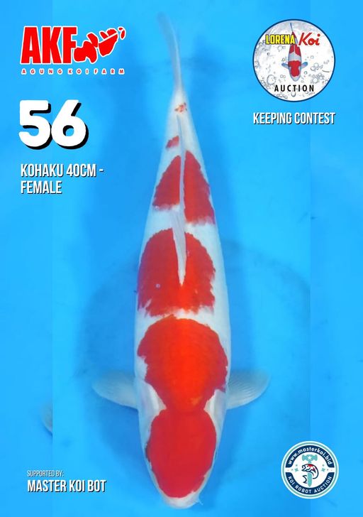 Lelang Koi Online, Jual Beli Ikan Koi, Pusat Jual Beli Koi, Info Lelang Koi Hari Ini, Platform Jual Beli Koi, Jual Beli Ikan Koi Online, Marketplace Ikan Koi, Jual Koi Terbaik, Tempat Beli Koi Berkualitas, Pasar Ikan Koi Online Terpercaya, Penjual Ikan Koi Terpercaya, Beli Koi Hias Online, Ikan Koi untuk Dijual, Koi Kualitas Terbaik, Toko Online Ikan Koi, Koi Hias Untuk Dijual, Jual Beli Ikan Koi Lokal, Koi Indonesia Online, Pusat Jual Beli Koi Terbesar