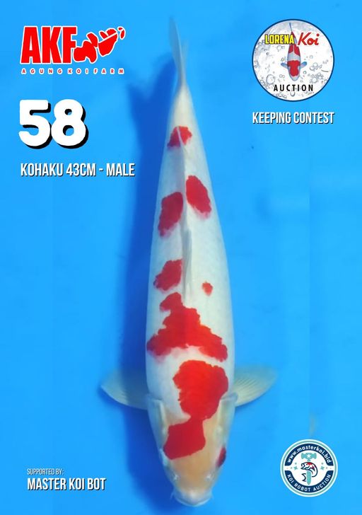 Lelang Koi Online, Jual Beli Ikan Koi, Pusat Jual Beli Koi, Info Lelang Koi Hari Ini, Platform Jual Beli Koi, Jual Beli Ikan Koi Online, Marketplace Ikan Koi, Jual Koi Terbaik, Tempat Beli Koi Berkualitas, Pasar Ikan Koi Online Terpercaya, Penjual Ikan Koi Terpercaya, Beli Koi Hias Online, Ikan Koi untuk Dijual, Koi Kualitas Terbaik, Toko Online Ikan Koi, Koi Hias Untuk Dijual, Jual Beli Ikan Koi Lokal, Koi Indonesia Online, Pusat Jual Beli Koi Terbesar