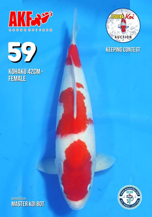 Lelang Koi Online, Jual Beli Ikan Koi, Pusat Jual Beli Koi, Info Lelang Koi Hari Ini, Platform Jual Beli Koi, Jual Beli Ikan Koi Online, Marketplace Ikan Koi, Jual Koi Terbaik, Tempat Beli Koi Berkualitas, Pasar Ikan Koi Online Terpercaya, Penjual Ikan Koi Terpercaya, Beli Koi Hias Online, Ikan Koi untuk Dijual, Koi Kualitas Terbaik, Toko Online Ikan Koi, Koi Hias Untuk Dijual, Jual Beli Ikan Koi Lokal, Koi Indonesia Online, Pusat Jual Beli Koi Terbesar