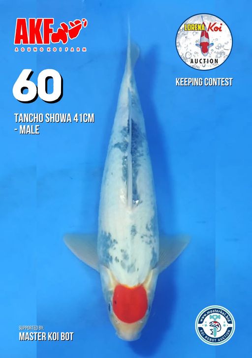 Lelang Koi Online, Jual Beli Ikan Koi, Pusat Jual Beli Koi, Info Lelang Koi Hari Ini, Platform Jual Beli Koi, Jual Beli Ikan Koi Online, Marketplace Ikan Koi, Jual Koi Terbaik, Tempat Beli Koi Berkualitas, Pasar Ikan Koi Online Terpercaya, Penjual Ikan Koi Terpercaya, Beli Koi Hias Online, Ikan Koi untuk Dijual, Koi Kualitas Terbaik, Toko Online Ikan Koi, Koi Hias Untuk Dijual, Jual Beli Ikan Koi Lokal, Koi Indonesia Online, Pusat Jual Beli Koi Terbesar