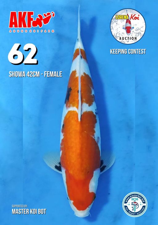 Lelang Koi Online, Jual Beli Ikan Koi, Pusat Jual Beli Koi, Info Lelang Koi Hari Ini, Platform Jual Beli Koi, Jual Beli Ikan Koi Online, Marketplace Ikan Koi, Jual Koi Terbaik, Tempat Beli Koi Berkualitas, Pasar Ikan Koi Online Terpercaya, Penjual Ikan Koi Terpercaya, Beli Koi Hias Online, Ikan Koi untuk Dijual, Koi Kualitas Terbaik, Toko Online Ikan Koi, Koi Hias Untuk Dijual, Jual Beli Ikan Koi Lokal, Koi Indonesia Online, Pusat Jual Beli Koi Terbesar