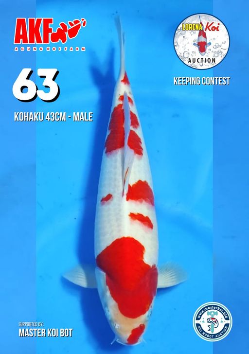 Lelang Koi Online, Jual Beli Ikan Koi, Pusat Jual Beli Koi, Info Lelang Koi Hari Ini, Platform Jual Beli Koi, Jual Beli Ikan Koi Online, Marketplace Ikan Koi, Jual Koi Terbaik, Tempat Beli Koi Berkualitas, Pasar Ikan Koi Online Terpercaya, Penjual Ikan Koi Terpercaya, Beli Koi Hias Online, Ikan Koi untuk Dijual, Koi Kualitas Terbaik, Toko Online Ikan Koi, Koi Hias Untuk Dijual, Jual Beli Ikan Koi Lokal, Koi Indonesia Online, Pusat Jual Beli Koi Terbesar