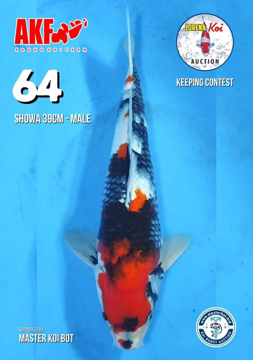 Lelang Koi Online, Jual Beli Ikan Koi, Pusat Jual Beli Koi, Info Lelang Koi Hari Ini, Platform Jual Beli Koi, Jual Beli Ikan Koi Online, Marketplace Ikan Koi, Jual Koi Terbaik, Tempat Beli Koi Berkualitas, Pasar Ikan Koi Online Terpercaya, Penjual Ikan Koi Terpercaya, Beli Koi Hias Online, Ikan Koi untuk Dijual, Koi Kualitas Terbaik, Toko Online Ikan Koi, Koi Hias Untuk Dijual, Jual Beli Ikan Koi Lokal, Koi Indonesia Online, Pusat Jual Beli Koi Terbesar