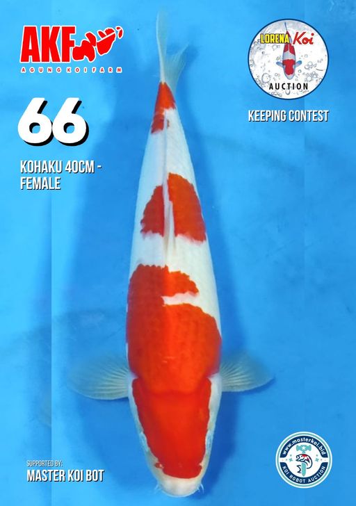 Lelang Koi Online, Jual Beli Ikan Koi, Pusat Jual Beli Koi, Info Lelang Koi Hari Ini, Platform Jual Beli Koi, Jual Beli Ikan Koi Online, Marketplace Ikan Koi, Jual Koi Terbaik, Tempat Beli Koi Berkualitas, Pasar Ikan Koi Online Terpercaya, Penjual Ikan Koi Terpercaya, Beli Koi Hias Online, Ikan Koi untuk Dijual, Koi Kualitas Terbaik, Toko Online Ikan Koi, Koi Hias Untuk Dijual, Jual Beli Ikan Koi Lokal, Koi Indonesia Online, Pusat Jual Beli Koi Terbesar