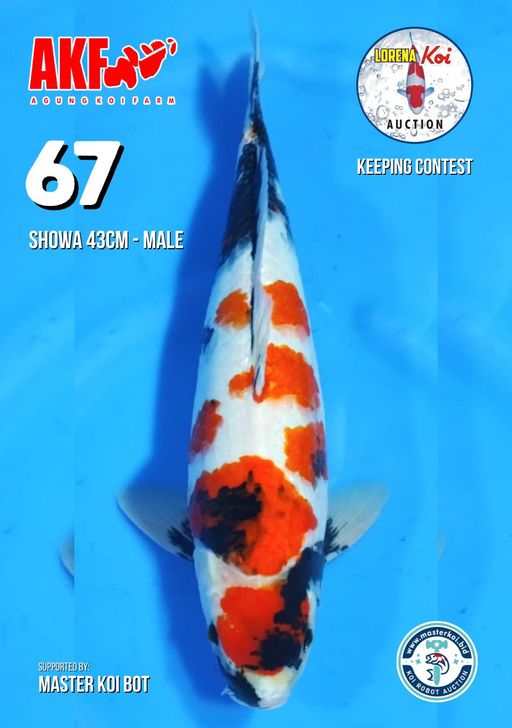 Lelang Koi Online, Jual Beli Ikan Koi, Pusat Jual Beli Koi, Info Lelang Koi Hari Ini, Platform Jual Beli Koi, Jual Beli Ikan Koi Online, Marketplace Ikan Koi, Jual Koi Terbaik, Tempat Beli Koi Berkualitas, Pasar Ikan Koi Online Terpercaya, Penjual Ikan Koi Terpercaya, Beli Koi Hias Online, Ikan Koi untuk Dijual, Koi Kualitas Terbaik, Toko Online Ikan Koi, Koi Hias Untuk Dijual, Jual Beli Ikan Koi Lokal, Koi Indonesia Online, Pusat Jual Beli Koi Terbesar
