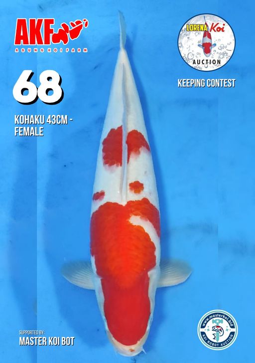 Lelang Koi Online, Jual Beli Ikan Koi, Pusat Jual Beli Koi, Info Lelang Koi Hari Ini, Platform Jual Beli Koi, Jual Beli Ikan Koi Online, Marketplace Ikan Koi, Jual Koi Terbaik, Tempat Beli Koi Berkualitas, Pasar Ikan Koi Online Terpercaya, Penjual Ikan Koi Terpercaya, Beli Koi Hias Online, Ikan Koi untuk Dijual, Koi Kualitas Terbaik, Toko Online Ikan Koi, Koi Hias Untuk Dijual, Jual Beli Ikan Koi Lokal, Koi Indonesia Online, Pusat Jual Beli Koi Terbesar