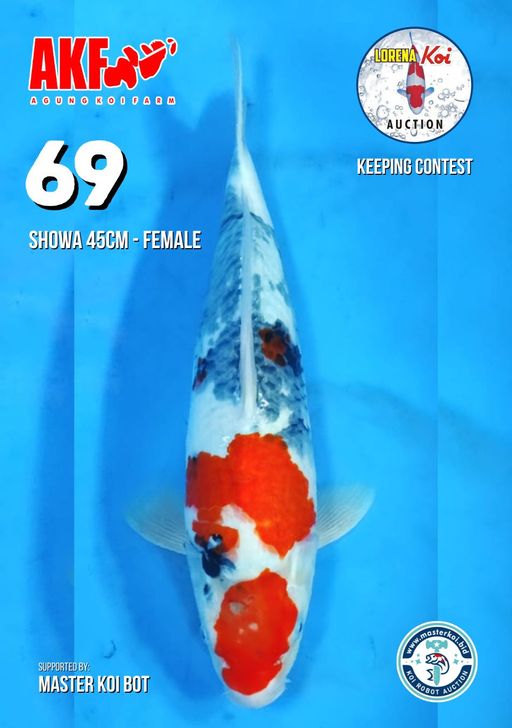 Lelang Koi Online, Jual Beli Ikan Koi, Pusat Jual Beli Koi, Info Lelang Koi Hari Ini, Platform Jual Beli Koi, Jual Beli Ikan Koi Online, Marketplace Ikan Koi, Jual Koi Terbaik, Tempat Beli Koi Berkualitas, Pasar Ikan Koi Online Terpercaya, Penjual Ikan Koi Terpercaya, Beli Koi Hias Online, Ikan Koi untuk Dijual, Koi Kualitas Terbaik, Toko Online Ikan Koi, Koi Hias Untuk Dijual, Jual Beli Ikan Koi Lokal, Koi Indonesia Online, Pusat Jual Beli Koi Terbesar