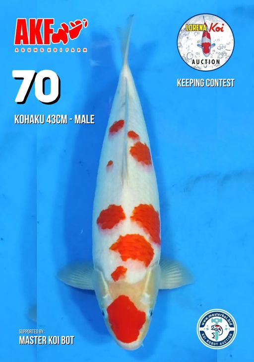 Lelang Koi Online, Jual Beli Ikan Koi, Pusat Jual Beli Koi, Info Lelang Koi Hari Ini, Platform Jual Beli Koi, Jual Beli Ikan Koi Online, Marketplace Ikan Koi, Jual Koi Terbaik, Tempat Beli Koi Berkualitas, Pasar Ikan Koi Online Terpercaya, Penjual Ikan Koi Terpercaya, Beli Koi Hias Online, Ikan Koi untuk Dijual, Koi Kualitas Terbaik, Toko Online Ikan Koi, Koi Hias Untuk Dijual, Jual Beli Ikan Koi Lokal, Koi Indonesia Online, Pusat Jual Beli Koi Terbesar