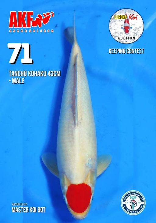 Lelang Koi Online, Jual Beli Ikan Koi, Pusat Jual Beli Koi, Info Lelang Koi Hari Ini, Platform Jual Beli Koi, Jual Beli Ikan Koi Online, Marketplace Ikan Koi, Jual Koi Terbaik, Tempat Beli Koi Berkualitas, Pasar Ikan Koi Online Terpercaya, Penjual Ikan Koi Terpercaya, Beli Koi Hias Online, Ikan Koi untuk Dijual, Koi Kualitas Terbaik, Toko Online Ikan Koi, Koi Hias Untuk Dijual, Jual Beli Ikan Koi Lokal, Koi Indonesia Online, Pusat Jual Beli Koi Terbesar