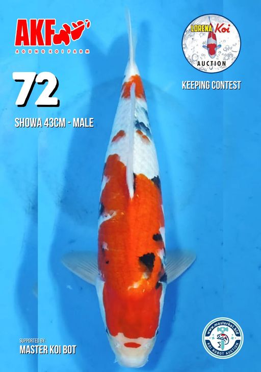 Lelang Koi Online, Jual Beli Ikan Koi, Pusat Jual Beli Koi, Info Lelang Koi Hari Ini, Platform Jual Beli Koi, Jual Beli Ikan Koi Online, Marketplace Ikan Koi, Jual Koi Terbaik, Tempat Beli Koi Berkualitas, Pasar Ikan Koi Online Terpercaya, Penjual Ikan Koi Terpercaya, Beli Koi Hias Online, Ikan Koi untuk Dijual, Koi Kualitas Terbaik, Toko Online Ikan Koi, Koi Hias Untuk Dijual, Jual Beli Ikan Koi Lokal, Koi Indonesia Online, Pusat Jual Beli Koi Terbesar