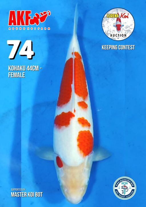 Lelang Koi Online, Jual Beli Ikan Koi, Pusat Jual Beli Koi, Info Lelang Koi Hari Ini, Platform Jual Beli Koi, Jual Beli Ikan Koi Online, Marketplace Ikan Koi, Jual Koi Terbaik, Tempat Beli Koi Berkualitas, Pasar Ikan Koi Online Terpercaya, Penjual Ikan Koi Terpercaya, Beli Koi Hias Online, Ikan Koi untuk Dijual, Koi Kualitas Terbaik, Toko Online Ikan Koi, Koi Hias Untuk Dijual, Jual Beli Ikan Koi Lokal, Koi Indonesia Online, Pusat Jual Beli Koi Terbesar