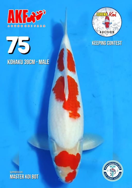 Lelang Koi Online, Jual Beli Ikan Koi, Pusat Jual Beli Koi, Info Lelang Koi Hari Ini, Platform Jual Beli Koi, Jual Beli Ikan Koi Online, Marketplace Ikan Koi, Jual Koi Terbaik, Tempat Beli Koi Berkualitas, Pasar Ikan Koi Online Terpercaya, Penjual Ikan Koi Terpercaya, Beli Koi Hias Online, Ikan Koi untuk Dijual, Koi Kualitas Terbaik, Toko Online Ikan Koi, Koi Hias Untuk Dijual, Jual Beli Ikan Koi Lokal, Koi Indonesia Online, Pusat Jual Beli Koi Terbesar