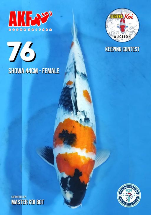 Lelang Koi Online, Jual Beli Ikan Koi, Pusat Jual Beli Koi, Info Lelang Koi Hari Ini, Platform Jual Beli Koi, Jual Beli Ikan Koi Online, Marketplace Ikan Koi, Jual Koi Terbaik, Tempat Beli Koi Berkualitas, Pasar Ikan Koi Online Terpercaya, Penjual Ikan Koi Terpercaya, Beli Koi Hias Online, Ikan Koi untuk Dijual, Koi Kualitas Terbaik, Toko Online Ikan Koi, Koi Hias Untuk Dijual, Jual Beli Ikan Koi Lokal, Koi Indonesia Online, Pusat Jual Beli Koi Terbesar