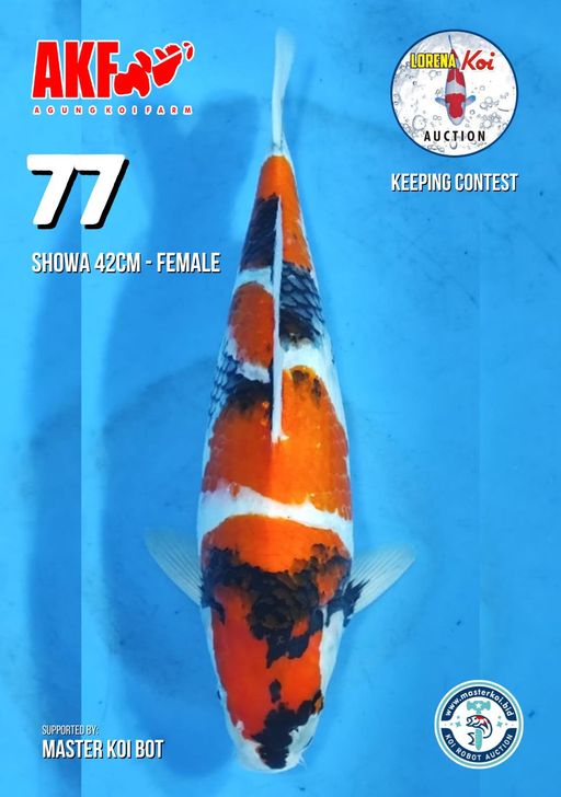 Lelang Koi Online, Jual Beli Ikan Koi, Pusat Jual Beli Koi, Info Lelang Koi Hari Ini, Platform Jual Beli Koi, Jual Beli Ikan Koi Online, Marketplace Ikan Koi, Jual Koi Terbaik, Tempat Beli Koi Berkualitas, Pasar Ikan Koi Online Terpercaya, Penjual Ikan Koi Terpercaya, Beli Koi Hias Online, Ikan Koi untuk Dijual, Koi Kualitas Terbaik, Toko Online Ikan Koi, Koi Hias Untuk Dijual, Jual Beli Ikan Koi Lokal, Koi Indonesia Online, Pusat Jual Beli Koi Terbesar