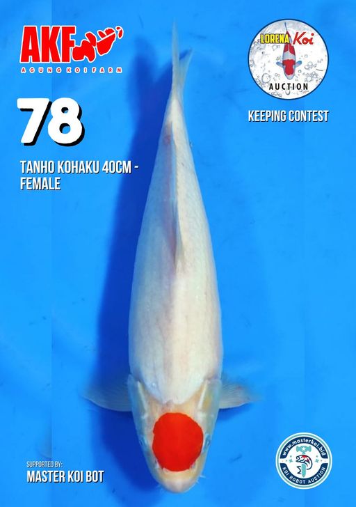 Lelang Koi Online, Jual Beli Ikan Koi, Pusat Jual Beli Koi, Info Lelang Koi Hari Ini, Platform Jual Beli Koi, Jual Beli Ikan Koi Online, Marketplace Ikan Koi, Jual Koi Terbaik, Tempat Beli Koi Berkualitas, Pasar Ikan Koi Online Terpercaya, Penjual Ikan Koi Terpercaya, Beli Koi Hias Online, Ikan Koi untuk Dijual, Koi Kualitas Terbaik, Toko Online Ikan Koi, Koi Hias Untuk Dijual, Jual Beli Ikan Koi Lokal, Koi Indonesia Online, Pusat Jual Beli Koi Terbesar