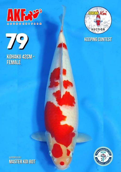 Lelang Koi Online, Jual Beli Ikan Koi, Pusat Jual Beli Koi, Info Lelang Koi Hari Ini, Platform Jual Beli Koi, Jual Beli Ikan Koi Online, Marketplace Ikan Koi, Jual Koi Terbaik, Tempat Beli Koi Berkualitas, Pasar Ikan Koi Online Terpercaya, Penjual Ikan Koi Terpercaya, Beli Koi Hias Online, Ikan Koi untuk Dijual, Koi Kualitas Terbaik, Toko Online Ikan Koi, Koi Hias Untuk Dijual, Jual Beli Ikan Koi Lokal, Koi Indonesia Online, Pusat Jual Beli Koi Terbesar