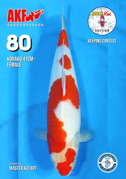 Lelang Koi Online, Jual Beli Ikan Koi, Pusat Jual Beli Koi, Info Lelang Koi Hari Ini, Platform Jual Beli Koi, Jual Beli Ikan Koi Online, Marketplace Ikan Koi, Jual Koi Terbaik, Tempat Beli Koi Berkualitas, Pasar Ikan Koi Online Terpercaya, Penjual Ikan Koi Terpercaya, Beli Koi Hias Online, Ikan Koi untuk Dijual, Koi Kualitas Terbaik, Toko Online Ikan Koi, Koi Hias Untuk Dijual, Jual Beli Ikan Koi Lokal, Koi Indonesia Online, Pusat Jual Beli Koi Terbesar