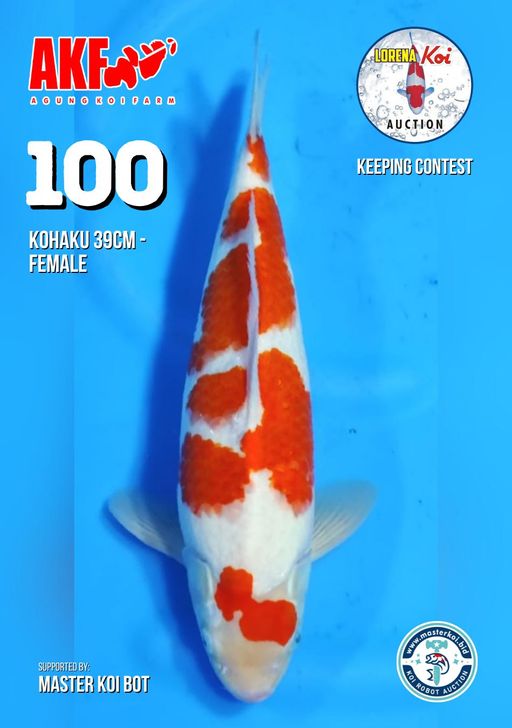 Lelang Koi Online, Jual Beli Ikan Koi, Pusat Jual Beli Koi, Info Lelang Koi Hari Ini, Platform Jual Beli Koi, Jual Beli Ikan Koi Online, Marketplace Ikan Koi, Jual Koi Terbaik, Tempat Beli Koi Berkualitas, Pasar Ikan Koi Online Terpercaya, Penjual Ikan Koi Terpercaya, Beli Koi Hias Online, Ikan Koi untuk Dijual, Koi Kualitas Terbaik, Toko Online Ikan Koi, Koi Hias Untuk Dijual, Jual Beli Ikan Koi Lokal, Koi Indonesia Online, Pusat Jual Beli Koi Terbesar