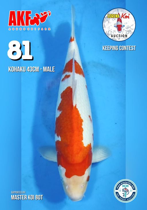 Lelang Koi Online, Jual Beli Ikan Koi, Pusat Jual Beli Koi, Info Lelang Koi Hari Ini, Platform Jual Beli Koi, Jual Beli Ikan Koi Online, Marketplace Ikan Koi, Jual Koi Terbaik, Tempat Beli Koi Berkualitas, Pasar Ikan Koi Online Terpercaya, Penjual Ikan Koi Terpercaya, Beli Koi Hias Online, Ikan Koi untuk Dijual, Koi Kualitas Terbaik, Toko Online Ikan Koi, Koi Hias Untuk Dijual, Jual Beli Ikan Koi Lokal, Koi Indonesia Online, Pusat Jual Beli Koi Terbesar