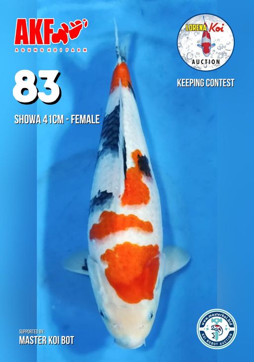 Lelang Koi Online, Jual Beli Ikan Koi, Pusat Jual Beli Koi, Info Lelang Koi Hari Ini, Platform Jual Beli Koi, Jual Beli Ikan Koi Online, Marketplace Ikan Koi, Jual Koi Terbaik, Tempat Beli Koi Berkualitas, Pasar Ikan Koi Online Terpercaya, Penjual Ikan Koi Terpercaya, Beli Koi Hias Online, Ikan Koi untuk Dijual, Koi Kualitas Terbaik, Toko Online Ikan Koi, Koi Hias Untuk Dijual, Jual Beli Ikan Koi Lokal, Koi Indonesia Online, Pusat Jual Beli Koi Terbesar