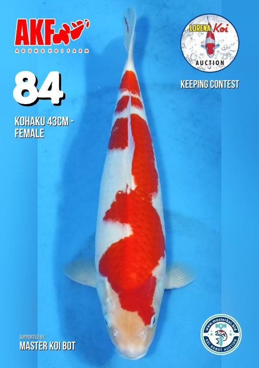 Lelang Koi Online, Jual Beli Ikan Koi, Pusat Jual Beli Koi, Info Lelang Koi Hari Ini, Platform Jual Beli Koi, Jual Beli Ikan Koi Online, Marketplace Ikan Koi, Jual Koi Terbaik, Tempat Beli Koi Berkualitas, Pasar Ikan Koi Online Terpercaya, Penjual Ikan Koi Terpercaya, Beli Koi Hias Online, Ikan Koi untuk Dijual, Koi Kualitas Terbaik, Toko Online Ikan Koi, Koi Hias Untuk Dijual, Jual Beli Ikan Koi Lokal, Koi Indonesia Online, Pusat Jual Beli Koi Terbesar