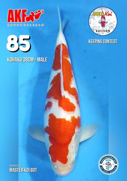 Lelang Koi Online, Jual Beli Ikan Koi, Pusat Jual Beli Koi, Info Lelang Koi Hari Ini, Platform Jual Beli Koi, Jual Beli Ikan Koi Online, Marketplace Ikan Koi, Jual Koi Terbaik, Tempat Beli Koi Berkualitas, Pasar Ikan Koi Online Terpercaya, Penjual Ikan Koi Terpercaya, Beli Koi Hias Online, Ikan Koi untuk Dijual, Koi Kualitas Terbaik, Toko Online Ikan Koi, Koi Hias Untuk Dijual, Jual Beli Ikan Koi Lokal, Koi Indonesia Online, Pusat Jual Beli Koi Terbesar