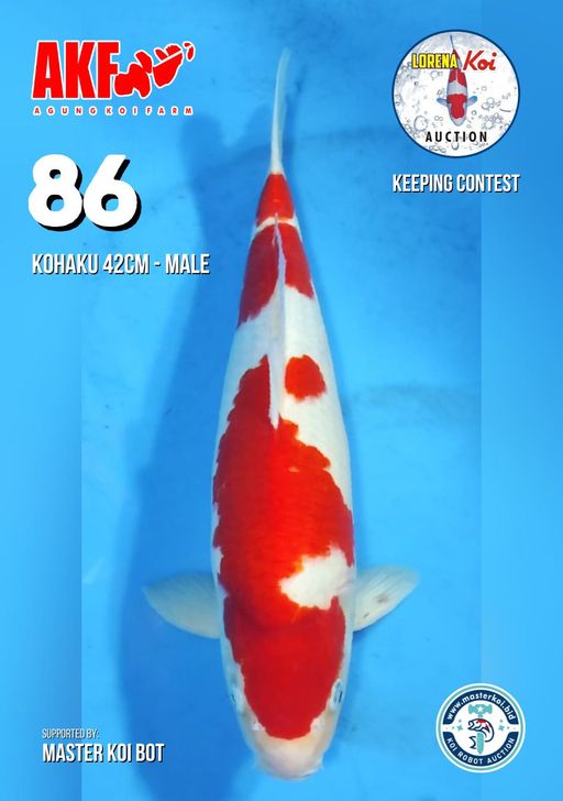 Lelang Koi Online, Jual Beli Ikan Koi, Pusat Jual Beli Koi, Info Lelang Koi Hari Ini, Platform Jual Beli Koi, Jual Beli Ikan Koi Online, Marketplace Ikan Koi, Jual Koi Terbaik, Tempat Beli Koi Berkualitas, Pasar Ikan Koi Online Terpercaya, Penjual Ikan Koi Terpercaya, Beli Koi Hias Online, Ikan Koi untuk Dijual, Koi Kualitas Terbaik, Toko Online Ikan Koi, Koi Hias Untuk Dijual, Jual Beli Ikan Koi Lokal, Koi Indonesia Online, Pusat Jual Beli Koi Terbesar