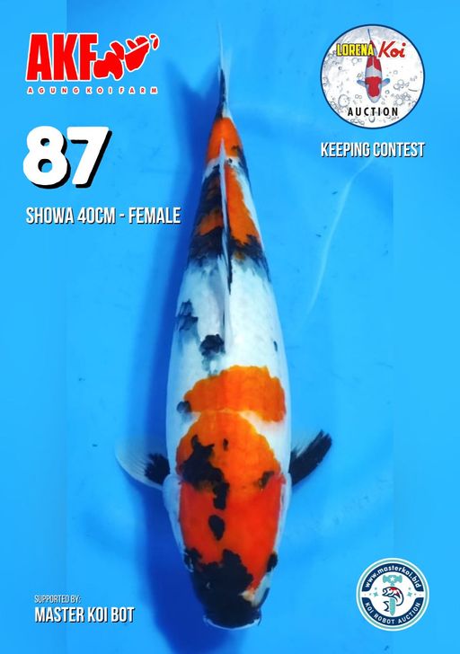 Lelang Koi Online, Jual Beli Ikan Koi, Pusat Jual Beli Koi, Info Lelang Koi Hari Ini, Platform Jual Beli Koi, Jual Beli Ikan Koi Online, Marketplace Ikan Koi, Jual Koi Terbaik, Tempat Beli Koi Berkualitas, Pasar Ikan Koi Online Terpercaya, Penjual Ikan Koi Terpercaya, Beli Koi Hias Online, Ikan Koi untuk Dijual, Koi Kualitas Terbaik, Toko Online Ikan Koi, Koi Hias Untuk Dijual, Jual Beli Ikan Koi Lokal, Koi Indonesia Online, Pusat Jual Beli Koi Terbesar