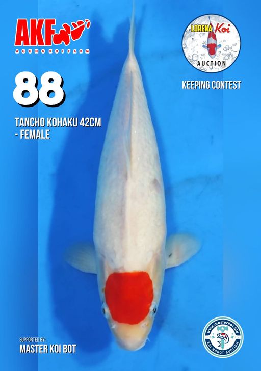 Lelang Koi Online, Jual Beli Ikan Koi, Pusat Jual Beli Koi, Info Lelang Koi Hari Ini, Platform Jual Beli Koi, Jual Beli Ikan Koi Online, Marketplace Ikan Koi, Jual Koi Terbaik, Tempat Beli Koi Berkualitas, Pasar Ikan Koi Online Terpercaya, Penjual Ikan Koi Terpercaya, Beli Koi Hias Online, Ikan Koi untuk Dijual, Koi Kualitas Terbaik, Toko Online Ikan Koi, Koi Hias Untuk Dijual, Jual Beli Ikan Koi Lokal, Koi Indonesia Online, Pusat Jual Beli Koi Terbesar