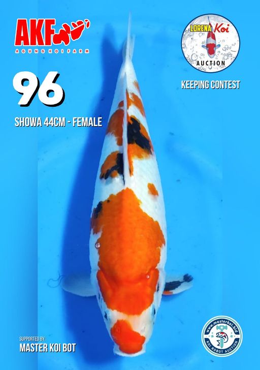 Lelang Koi Online, Jual Beli Ikan Koi, Pusat Jual Beli Koi, Info Lelang Koi Hari Ini, Platform Jual Beli Koi, Jual Beli Ikan Koi Online, Marketplace Ikan Koi, Jual Koi Terbaik, Tempat Beli Koi Berkualitas, Pasar Ikan Koi Online Terpercaya, Penjual Ikan Koi Terpercaya, Beli Koi Hias Online, Ikan Koi untuk Dijual, Koi Kualitas Terbaik, Toko Online Ikan Koi, Koi Hias Untuk Dijual, Jual Beli Ikan Koi Lokal, Koi Indonesia Online, Pusat Jual Beli Koi Terbesar