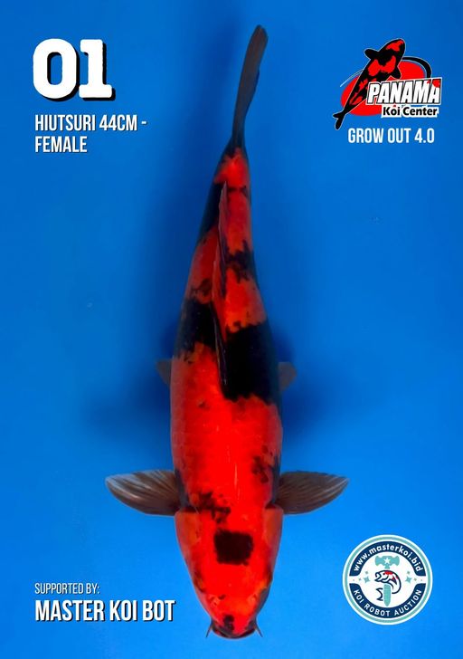 Lelang Koi Online, Jual Beli Ikan Koi, Pusat Jual Beli Koi, Info Lelang Koi Hari Ini, Platform Jual Beli Koi, Jual Beli Ikan Koi Online, Marketplace Ikan Koi, Jual Koi Terbaik, Tempat Beli Koi Berkualitas, Pasar Ikan Koi Online Terpercaya, Penjual Ikan Koi Terpercaya, Beli Koi Hias Online, Ikan Koi untuk Dijual, Koi Kualitas Terbaik, Toko Online Ikan Koi, Koi Hias Untuk Dijual, Jual Beli Ikan Koi Lokal, Koi Indonesia Online, Pusat Jual Beli Koi Terbesar