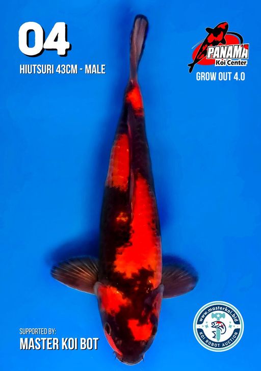 Lelang Koi Online, Jual Beli Ikan Koi, Pusat Jual Beli Koi, Info Lelang Koi Hari Ini, Platform Jual Beli Koi, Jual Beli Ikan Koi Online, Marketplace Ikan Koi, Jual Koi Terbaik, Tempat Beli Koi Berkualitas, Pasar Ikan Koi Online Terpercaya, Penjual Ikan Koi Terpercaya, Beli Koi Hias Online, Ikan Koi untuk Dijual, Koi Kualitas Terbaik, Toko Online Ikan Koi, Koi Hias Untuk Dijual, Jual Beli Ikan Koi Lokal, Koi Indonesia Online, Pusat Jual Beli Koi Terbesar