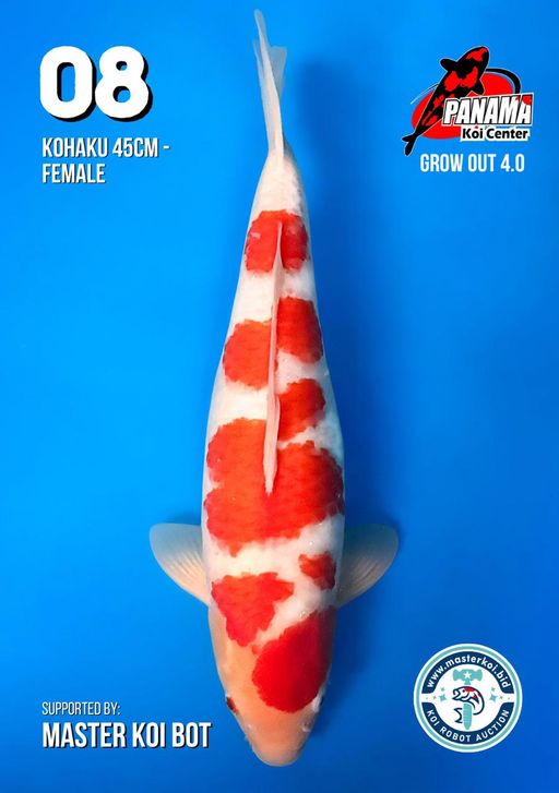 Lelang Koi Online, Jual Beli Ikan Koi, Pusat Jual Beli Koi, Info Lelang Koi Hari Ini, Platform Jual Beli Koi, Jual Beli Ikan Koi Online, Marketplace Ikan Koi, Jual Koi Terbaik, Tempat Beli Koi Berkualitas, Pasar Ikan Koi Online Terpercaya, Penjual Ikan Koi Terpercaya, Beli Koi Hias Online, Ikan Koi untuk Dijual, Koi Kualitas Terbaik, Toko Online Ikan Koi, Koi Hias Untuk Dijual, Jual Beli Ikan Koi Lokal, Koi Indonesia Online, Pusat Jual Beli Koi Terbesar