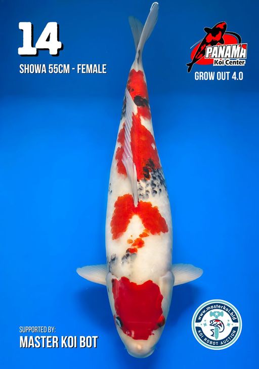 Lelang Koi Online, Jual Beli Ikan Koi, Pusat Jual Beli Koi, Info Lelang Koi Hari Ini, Platform Jual Beli Koi, Jual Beli Ikan Koi Online, Marketplace Ikan Koi, Jual Koi Terbaik, Tempat Beli Koi Berkualitas, Pasar Ikan Koi Online Terpercaya, Penjual Ikan Koi Terpercaya, Beli Koi Hias Online, Ikan Koi untuk Dijual, Koi Kualitas Terbaik, Toko Online Ikan Koi, Koi Hias Untuk Dijual, Jual Beli Ikan Koi Lokal, Koi Indonesia Online, Pusat Jual Beli Koi Terbesar