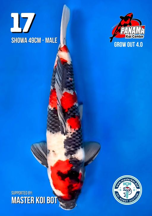 Lelang Koi Online, Jual Beli Ikan Koi, Pusat Jual Beli Koi, Info Lelang Koi Hari Ini, Platform Jual Beli Koi, Jual Beli Ikan Koi Online, Marketplace Ikan Koi, Jual Koi Terbaik, Tempat Beli Koi Berkualitas, Pasar Ikan Koi Online Terpercaya, Penjual Ikan Koi Terpercaya, Beli Koi Hias Online, Ikan Koi untuk Dijual, Koi Kualitas Terbaik, Toko Online Ikan Koi, Koi Hias Untuk Dijual, Jual Beli Ikan Koi Lokal, Koi Indonesia Online, Pusat Jual Beli Koi Terbesar