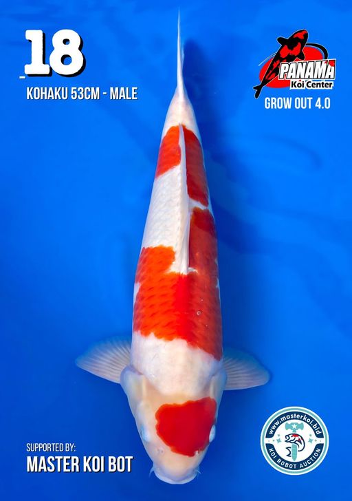 Lelang Koi Online, Jual Beli Ikan Koi, Pusat Jual Beli Koi, Info Lelang Koi Hari Ini, Platform Jual Beli Koi, Jual Beli Ikan Koi Online, Marketplace Ikan Koi, Jual Koi Terbaik, Tempat Beli Koi Berkualitas, Pasar Ikan Koi Online Terpercaya, Penjual Ikan Koi Terpercaya, Beli Koi Hias Online, Ikan Koi untuk Dijual, Koi Kualitas Terbaik, Toko Online Ikan Koi, Koi Hias Untuk Dijual, Jual Beli Ikan Koi Lokal, Koi Indonesia Online, Pusat Jual Beli Koi Terbesar