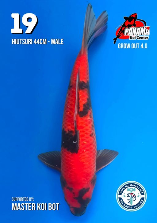 Lelang Koi Online, Jual Beli Ikan Koi, Pusat Jual Beli Koi, Info Lelang Koi Hari Ini, Platform Jual Beli Koi, Jual Beli Ikan Koi Online, Marketplace Ikan Koi, Jual Koi Terbaik, Tempat Beli Koi Berkualitas, Pasar Ikan Koi Online Terpercaya, Penjual Ikan Koi Terpercaya, Beli Koi Hias Online, Ikan Koi untuk Dijual, Koi Kualitas Terbaik, Toko Online Ikan Koi, Koi Hias Untuk Dijual, Jual Beli Ikan Koi Lokal, Koi Indonesia Online, Pusat Jual Beli Koi Terbesar