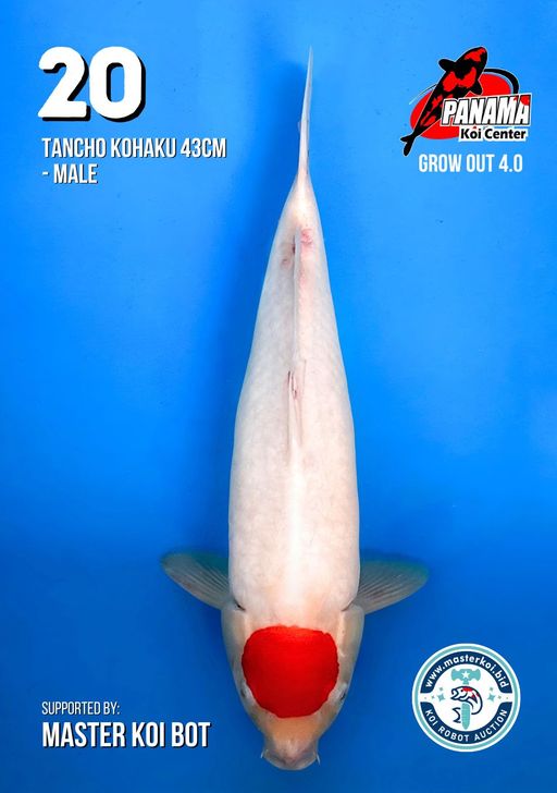 Lelang Koi Online, Jual Beli Ikan Koi, Pusat Jual Beli Koi, Info Lelang Koi Hari Ini, Platform Jual Beli Koi, Jual Beli Ikan Koi Online, Marketplace Ikan Koi, Jual Koi Terbaik, Tempat Beli Koi Berkualitas, Pasar Ikan Koi Online Terpercaya, Penjual Ikan Koi Terpercaya, Beli Koi Hias Online, Ikan Koi untuk Dijual, Koi Kualitas Terbaik, Toko Online Ikan Koi, Koi Hias Untuk Dijual, Jual Beli Ikan Koi Lokal, Koi Indonesia Online, Pusat Jual Beli Koi Terbesar