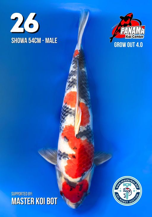 Lelang Koi Online, Jual Beli Ikan Koi, Pusat Jual Beli Koi, Info Lelang Koi Hari Ini, Platform Jual Beli Koi, Jual Beli Ikan Koi Online, Marketplace Ikan Koi, Jual Koi Terbaik, Tempat Beli Koi Berkualitas, Pasar Ikan Koi Online Terpercaya, Penjual Ikan Koi Terpercaya, Beli Koi Hias Online, Ikan Koi untuk Dijual, Koi Kualitas Terbaik, Toko Online Ikan Koi, Koi Hias Untuk Dijual, Jual Beli Ikan Koi Lokal, Koi Indonesia Online, Pusat Jual Beli Koi Terbesar