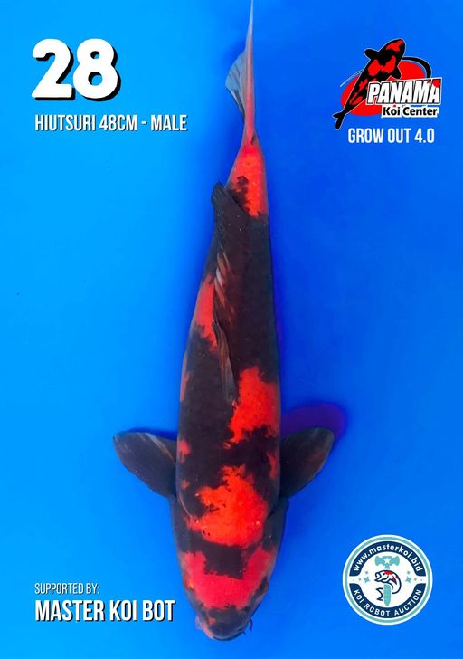 Lelang Koi Online, Jual Beli Ikan Koi, Pusat Jual Beli Koi, Info Lelang Koi Hari Ini, Platform Jual Beli Koi, Jual Beli Ikan Koi Online, Marketplace Ikan Koi, Jual Koi Terbaik, Tempat Beli Koi Berkualitas, Pasar Ikan Koi Online Terpercaya, Penjual Ikan Koi Terpercaya, Beli Koi Hias Online, Ikan Koi untuk Dijual, Koi Kualitas Terbaik, Toko Online Ikan Koi, Koi Hias Untuk Dijual, Jual Beli Ikan Koi Lokal, Koi Indonesia Online, Pusat Jual Beli Koi Terbesar