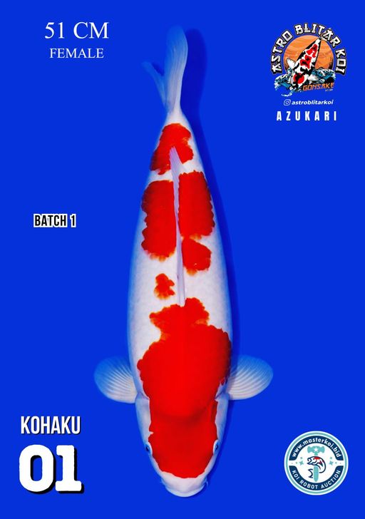 Lelang Koi Online, Jual Beli Ikan Koi, Pusat Jual Beli Koi, Info Lelang Koi Hari Ini, Platform Jual Beli Koi, Jual Beli Ikan Koi Online, Marketplace Ikan Koi, Jual Koi Terbaik, Tempat Beli Koi Berkualitas, Pasar Ikan Koi Online Terpercaya, Penjual Ikan Koi Terpercaya, Beli Koi Hias Online, Ikan Koi untuk Dijual, Koi Kualitas Terbaik, Toko Online Ikan Koi, Koi Hias Untuk Dijual, Jual Beli Ikan Koi Lokal, Koi Indonesia Online, Pusat Jual Beli Koi Terbesar