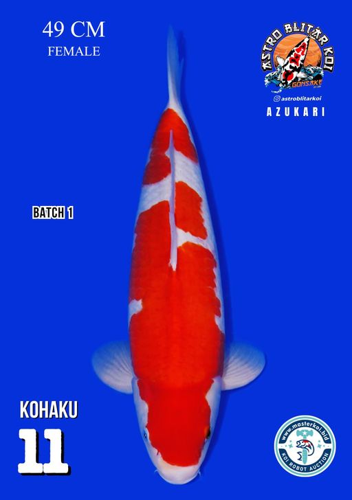 Lelang Koi Online, Jual Beli Ikan Koi, Pusat Jual Beli Koi, Info Lelang Koi Hari Ini, Platform Jual Beli Koi, Jual Beli Ikan Koi Online, Marketplace Ikan Koi, Jual Koi Terbaik, Tempat Beli Koi Berkualitas, Pasar Ikan Koi Online Terpercaya, Penjual Ikan Koi Terpercaya, Beli Koi Hias Online, Ikan Koi untuk Dijual, Koi Kualitas Terbaik, Toko Online Ikan Koi, Koi Hias Untuk Dijual, Jual Beli Ikan Koi Lokal, Koi Indonesia Online, Pusat Jual Beli Koi Terbesar