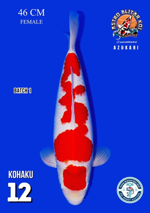 Lelang Koi Online, Jual Beli Ikan Koi, Pusat Jual Beli Koi, Info Lelang Koi Hari Ini, Platform Jual Beli Koi, Jual Beli Ikan Koi Online, Marketplace Ikan Koi, Jual Koi Terbaik, Tempat Beli Koi Berkualitas, Pasar Ikan Koi Online Terpercaya, Penjual Ikan Koi Terpercaya, Beli Koi Hias Online, Ikan Koi untuk Dijual, Koi Kualitas Terbaik, Toko Online Ikan Koi, Koi Hias Untuk Dijual, Jual Beli Ikan Koi Lokal, Koi Indonesia Online, Pusat Jual Beli Koi Terbesar