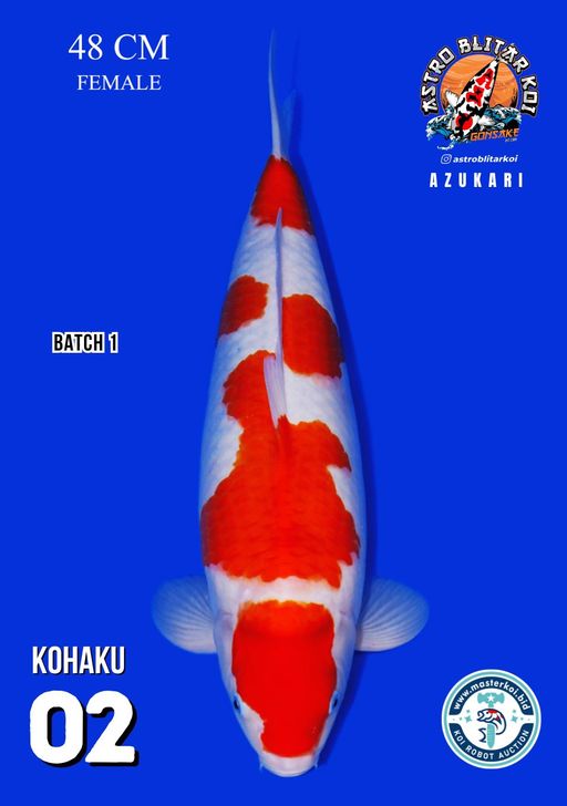 Lelang Koi Online, Jual Beli Ikan Koi, Pusat Jual Beli Koi, Info Lelang Koi Hari Ini, Platform Jual Beli Koi, Jual Beli Ikan Koi Online, Marketplace Ikan Koi, Jual Koi Terbaik, Tempat Beli Koi Berkualitas, Pasar Ikan Koi Online Terpercaya, Penjual Ikan Koi Terpercaya, Beli Koi Hias Online, Ikan Koi untuk Dijual, Koi Kualitas Terbaik, Toko Online Ikan Koi, Koi Hias Untuk Dijual, Jual Beli Ikan Koi Lokal, Koi Indonesia Online, Pusat Jual Beli Koi Terbesar